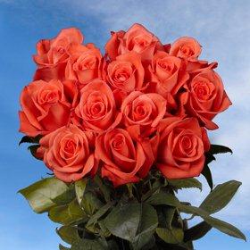 Movie Star Roses Long 75 Orange Salmon Roses