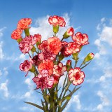 Multi Colored Flowers