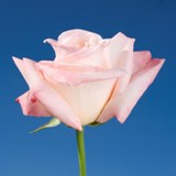New Vogue Roses 100