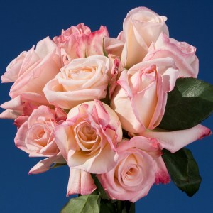 New Vogue Roses 250
