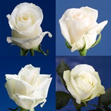 100 White Assorted Roses - Next Day Delivery