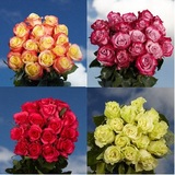 100 Assorted Roses - Next Day Delivery