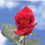 Night Fever Roses 250 Red Roses