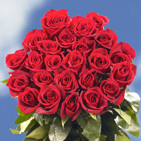 Night Fever Roses Long 75 Red Roses