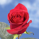 Night Fever Roses