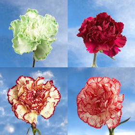 Novelty Carnations Novelty Carnations