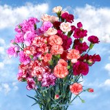 Novelty Color Mini Carnations