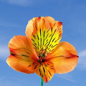Orange Alstroemerias