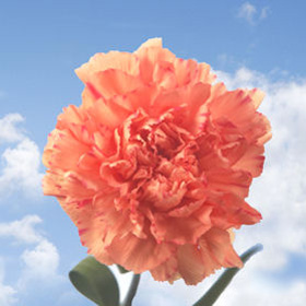 Orange Carnations Orange Carnations