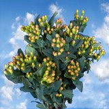 Hypericum Orange 60 Orange Flowers