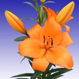 Orange Flowers