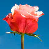 Cherry Brandy Roses