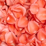 4200 Rose Petals Orange