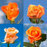 100 Orange Roses Gorgeous  Orange Colors