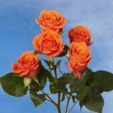 Orange Spray Roses 100