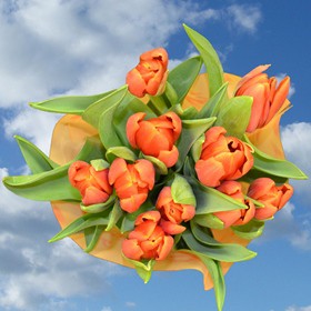 60 Orange Tulip Flowers