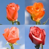 Orange Wedding Roses Orange Wedding Roses