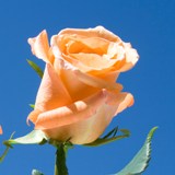 Orange Unique Roses