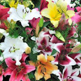 Oriental Lilies Valentine's Assorted Colors 20 Flowers 24