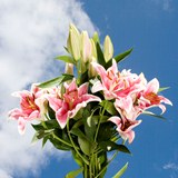 Oriental Lilies