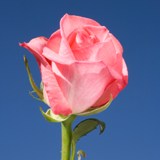 Orlando Roses Long 150