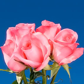 Orlando Roses 200 Pink Roses