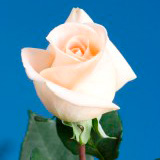 Osiana Roses