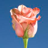 Panama Roses