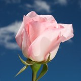 Light Orlando Roses