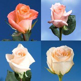 Peach Roses