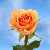 Cuenca Roses
