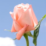 Peckoubo Roses Long 150 Peach Pink Roses