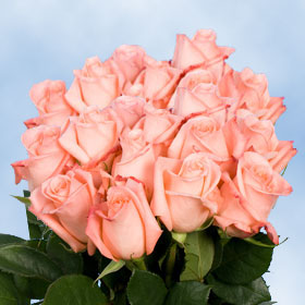 Peckoubo Roses 250  Peach Pink Roses