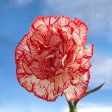 Peppermint Carnations