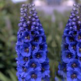 Delphinium Hybrid Assorted 30 Flowers 22