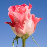 Ping Pong Roses Long 150