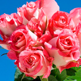Ping Pong Roses 250