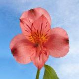 Pink Alstroemerias