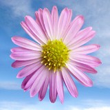 Aster Pink 10 Bunches