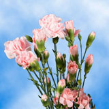 Pink  Mini  Carnations