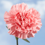 Pink Flowers