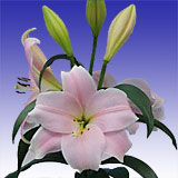 Asiatic Lilies Pink 20 Long Flowers