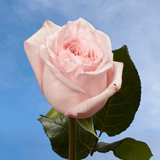 Garden Roses O'Hara 72 Roses