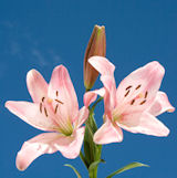 Oriental Lilies Pink 20 Flowers