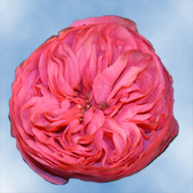 Garden Roses Pink Piano 72 Roses