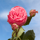 Garden Roses Pink Piano 72 Roses