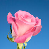 Attache Roses