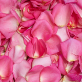 4200 Rose Petals Pink
