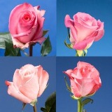 100 Assorted Pink Roses Gorgeous Tones Of Pink