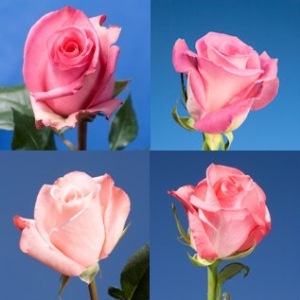 Pink Roses